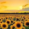 sunflower_em_a
